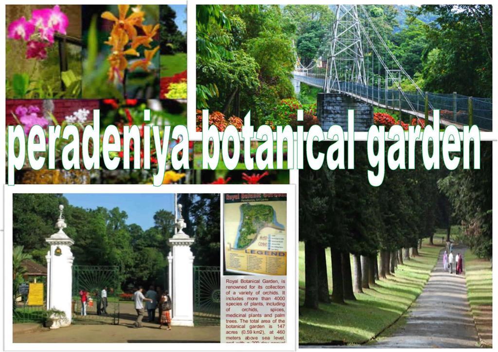 Greenwood Kandy Homestay Bagian luar foto